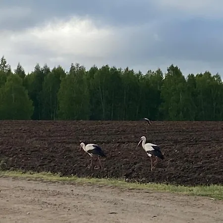Mazurska Stodoła Na Półwyspie Pilchowskim