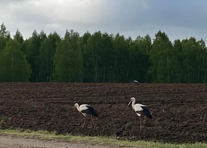 Mazurska Stodola Na Polwyspie Pilchowskim